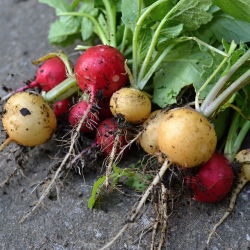 Radish mešano seme - Raphanus sativus - 850 semen - Raphanus sativus L. - semena