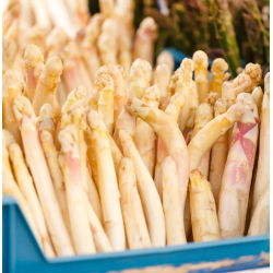Насіння спаржі - Asparagus officinalis - 50 насінин - Asparagus officinalis L. - насіння