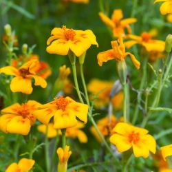 Törpe büdöske - Golden Gem - 600 magok - Tagetes tenuifolia
