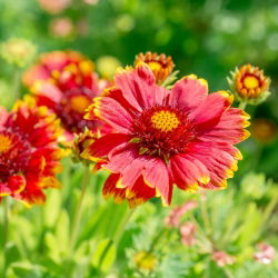 Semená obyčajnej - Gaillardia aristata - 300 semien