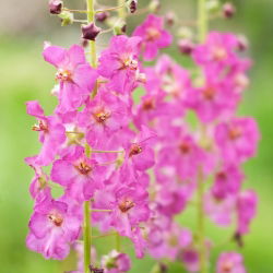Purple Mullein seemned - Verbascum phoeniceum - 800 seemnet