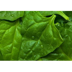 Novozelandska semena špinače - Tetragonia expansa - 70 semen - Tetragonia expansa L.