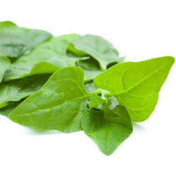 Novozelandska semena špinače - Tetragonia expansa - 70 semen - Tetragonia expansa L.