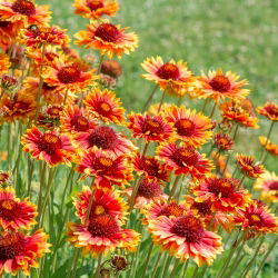 Semená obyčajnej - Gaillardia aristata - 300 semien