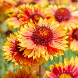 Semená obyčajnej - Gaillardia aristata - 300 semien