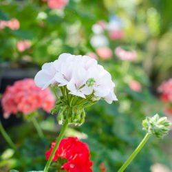 Geranie, Pelargonie Weiße - Pelargonie - 11 Samen