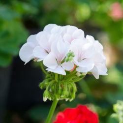 Geranie, Pelargonie Weiße - Pelargonie - 11 Samen