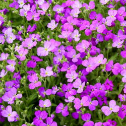 Aubrieta - 1000 seemned - Aubrieta Adans