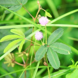 Mimosa, Sensitive Plant frø - Mimosa pudica - 34 frø