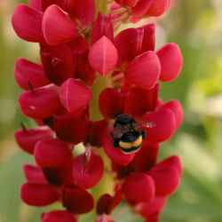Hạt giống Lupin My Castle - Lupinus polyphyllus - 90 hạt