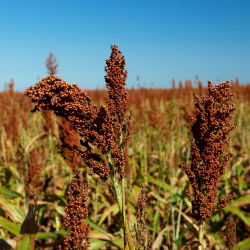 Семе црног просоја - Соргхум нигрум - 60 семена - Sorghum nigrum