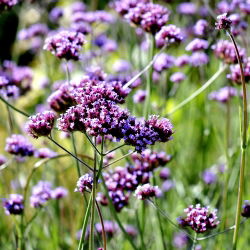Tinggi Verbena, biji Purpletop Vervain - Verbena bonariensis - 500 biji - Verbena patagonica
