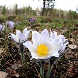 Насіння білої паски - Anemone pulsatilla - 90 насінин - насіння
