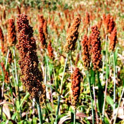 Семе црног просоја - Соргхум нигрум - 60 семена - Sorghum nigrum