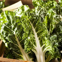 Pazı "Lucullus" - 225 tohum - Beta vulgaris var. cicla.  - tohumlar