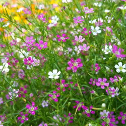 Sommer Schleierkraut gemischte Samen - Gypsophila elegans - 2800 Samen