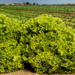 Маруля Lollo Bionda семена - Lactuca sativa - 1200 семена - Lactuca Sativa L. var. capitata 
