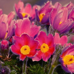 Червона паска Семена квітів - Анемон пульсатілья - 38 насінин - Anemone pulsatilla - насіння
