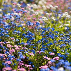 Unustage-Me-Not, Puidust Unustage-Me-Ei seemned - Myosotis alpestris - 450 seemnet - Myosotis alpestris