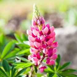 Lupin Hạt Chatelaine - Lupinus polyphyllus - 90 hạt