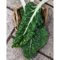 Pazı "Lucullus" - 225 tohum - Beta vulgaris var. cicla.  - tohumlar