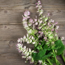 Salvia romana - Salvia sclarea - Belleza impresionante con hojas aromáticas - Semillas frescas