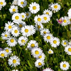 Margareeta - valge - 1200 seemned - Bellis perennis