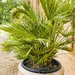 Palm mixed seeds - 5 seeds