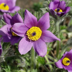 Семена квіток Pasque - Anemone pulsatilla - 190 насінин - насіння