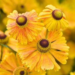 Orange Sneezeweed, Owl's Claws seed - Helenium hoopesii - 250 hạt