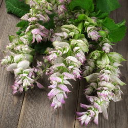 Salvia romana - Salvia sclarea - Belleza impresionante con hojas aromáticas - Semillas frescas