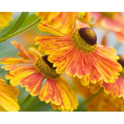 Hạt Sneezeweed phổ biến - Helenium fallale - 500 hạt - Helenium autumnale
