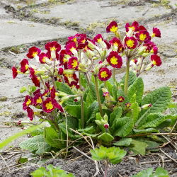 Hạt giống Primrose Crescendo - Primula elatior - 330 hạt