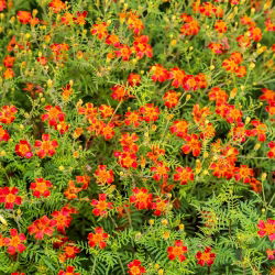 Kleinbloemige Afrikaan Tagetes - Red Gem - 600 zaden - Tagetes tenuifolia