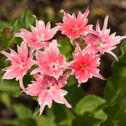 Drummondin Phlox Twinkle Star -siemenet - Phlox drummonda cuspidata nana - 500 siemeniä - Phlox drummondii cuspidata var. Stellaris