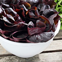 Зелена маслинена зелена салата - Lactuca sativa - 900 семена - Lactuca sativa L. var. Capitata