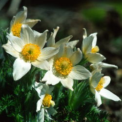 Насіння білої паски - Anemone pulsatilla - 90 насінин - насіння
