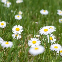 Margareeta - valge - 1200 seemned - Bellis perennis