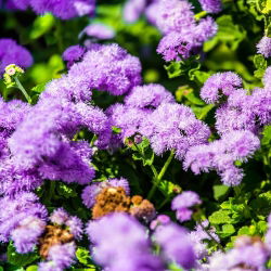 Agerantum, Floss Sjeme cvijeća - Ageratum houstonianum Mill. - 3750 sjemenki - sjemenke