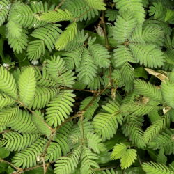 Mimosa, benih Tanaman Sensitif - Mimosa pudica - 34 biji