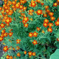Kleinbloemige Afrikaan Tagetes - Red Gem - 600 zaden - Tagetes tenuifolia