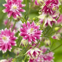 Семе Цолумбине Нора Барлов - Акуилегиа вулгарис фл.пл. - 350 семена - Aquilegia vulgaris ‘Nora Barlow'