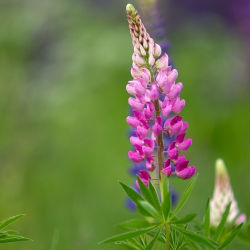 Lupin Hạt Chatelaine - Lupinus polyphyllus - 90 hạt