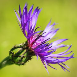Bajorė kalninė - (Centaurea montana) - Žavingi žiedai kaimiškiems sodams - Šviežios sėklos