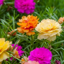 Moss Rose Dvojlôžková Mix - Portulaca grandiflora fl.pl. - 4500 semien - semená