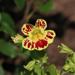 Hạt hổ hoa (hỗn hợp) - Mimulus tigrinus - 2500 hạt