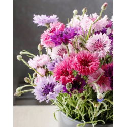 Rukkilill - segu - 200 seemned - Centaurea cyanus