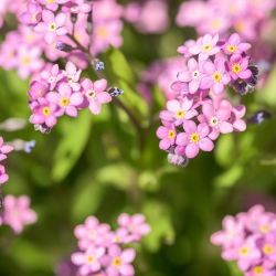 Pink Forget-Me-Not seemned - Myosotis alpestris - 460 seemet