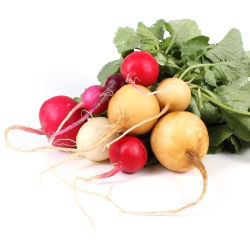 Radish mešano seme - Raphanus sativus - 850 semen - Raphanus sativus L. - semena
