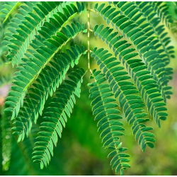 Mimosa, benih Tanaman Sensitif - Mimosa pudica - 34 biji